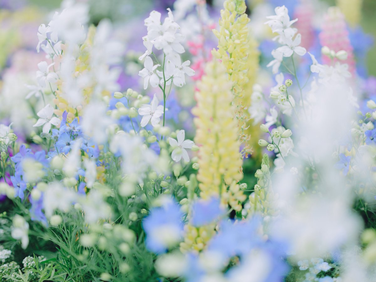 camel8326's tweet photo. 昨日は富士フイルムさんのお花写真オンライン講座でした。想定以上にたくさんのお申し込みをいただいたとのこと、本当にありがとうございます！

改めて私はお花のある景色が大好きで、お花を撮っている時間は特別なんだな…と実感。
お花を撮る楽しさを、少しでもお伝えできていたら嬉しいです◎ https://t.co/cFc423Rdpz