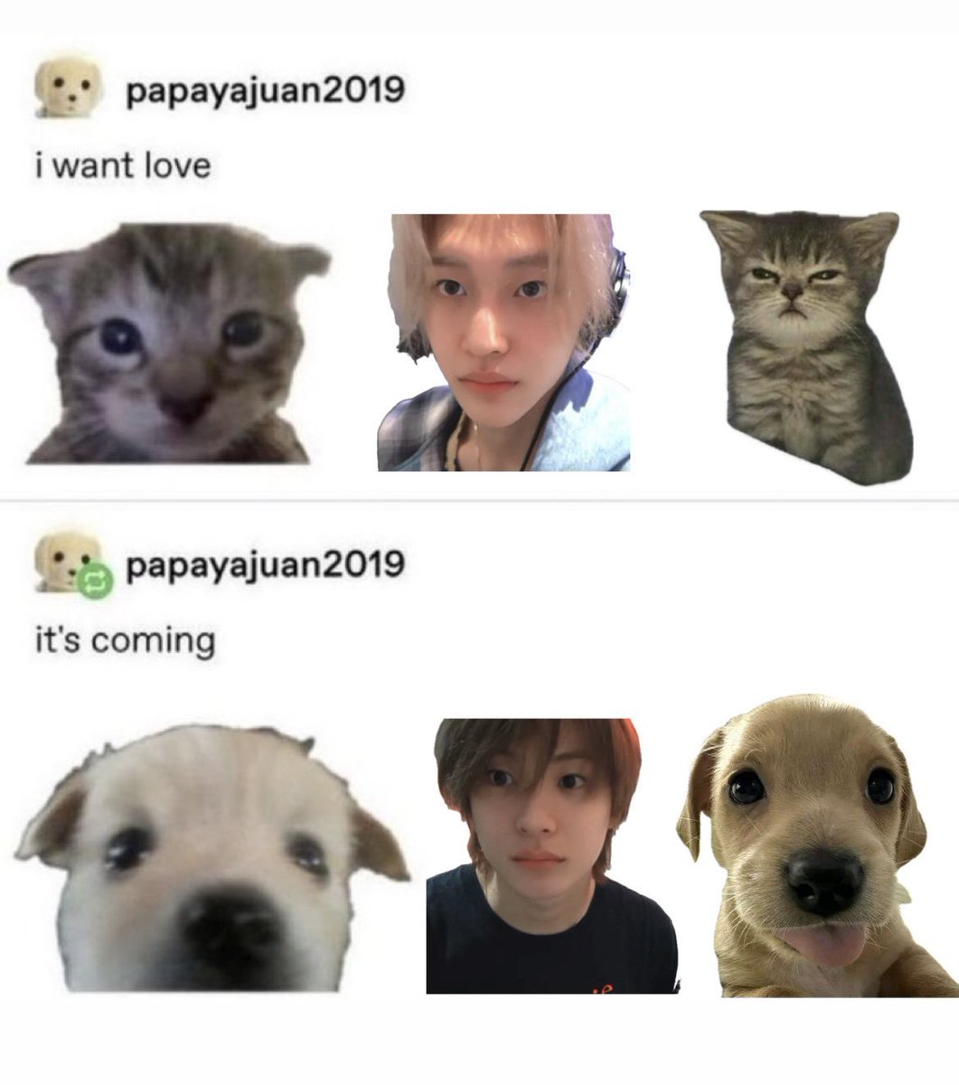 燕 tweet media
