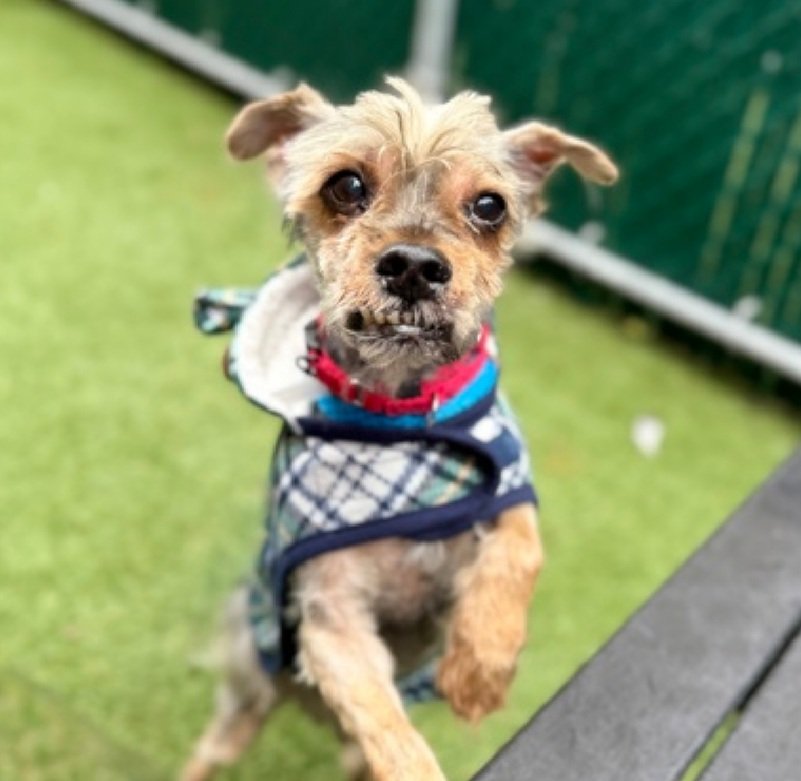 Little Paws NYC tweet media