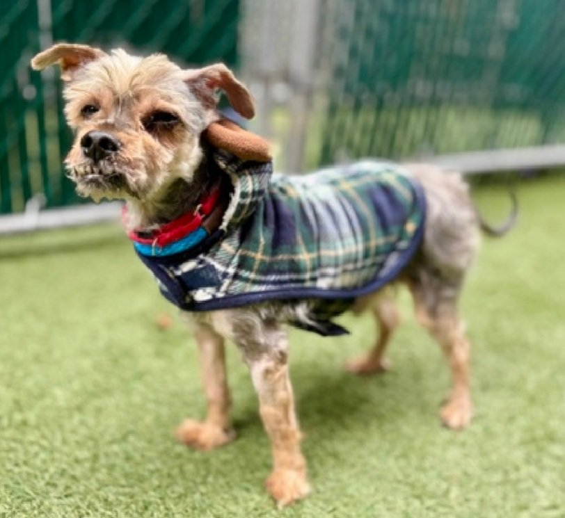 Little Paws NYC tweet media
