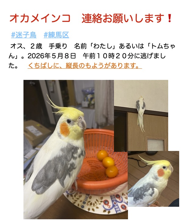 Pon!Cockatiel tweet media