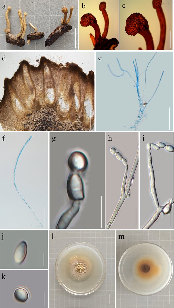 MycoKeys's tweet photo. 🐛 Two novel species of insect-killing fungi, Pleurocordyceps luopingensis and Pseudometarhizium cangyuanense, have been discovered and described during field surveys in Yunnan Province, China.

➡️ Find out more about them: https://t.co/1CvKNn1TMg https://t.co/vgGQDmko2O