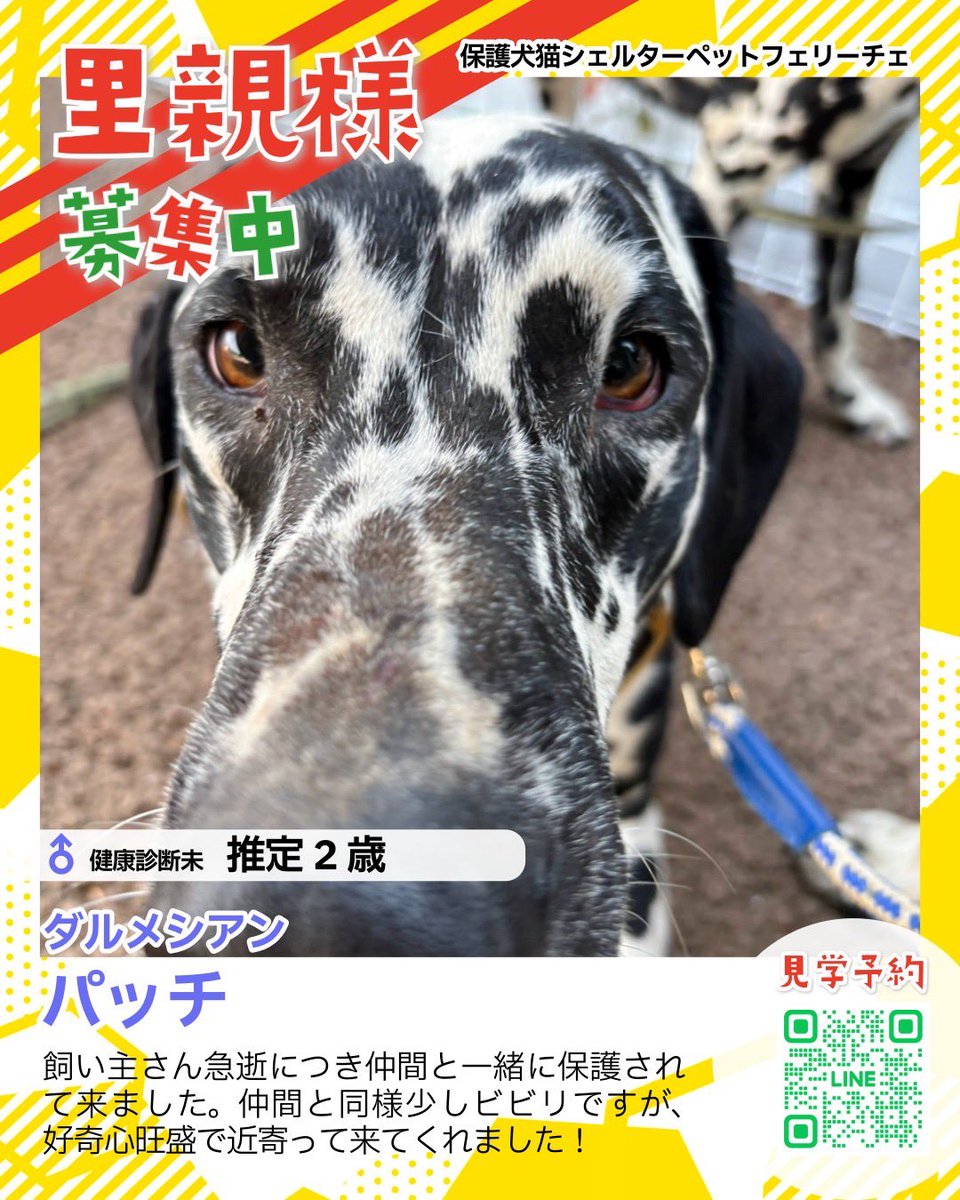 petfelice保護犬猫シェルター大宮見沼店 tweet media