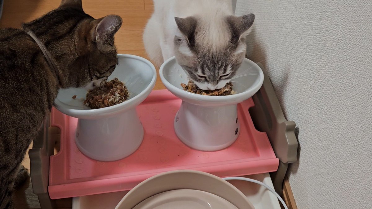タケシ tweet media