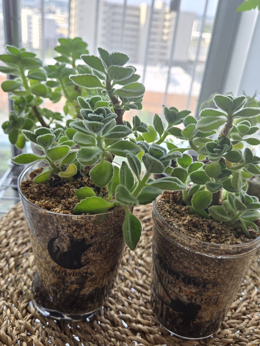 ManpukuRecipe's tweet photo. 先日アロマティカスを植え替えました
ハイドロボールとバーミキュライトは相性が良く、先行して植え替えた子達はしっかり発根して根付いてくれました🌿
この植物、ゴキが嫌うらしく我が家には寄り付きません https://t.co/OZrImG2hls