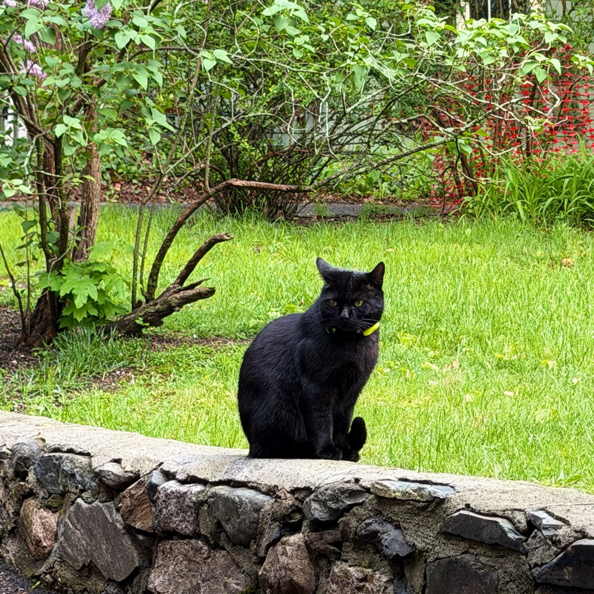 cat tweet media
