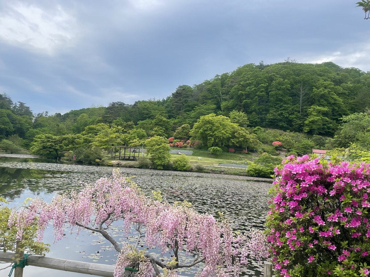 KitchenMiko's tweet photo. 明日5月16日(土)は
予定通り蛇の鼻様にて
10時から16時まで出店いたします😆

ふじ祭りは終盤ですが、
まだ見頃のふじ、
少しずつ咲き始めている睡蓮、
といろいろ楽しめます✨

Kitchen Mikoはチケット売場手前で
皆様のご来店お待ちしております😊

#ふじ祭り
#蛇の鼻
#福島DC
#米粉ワッフル https://t.co/VzvQQmCcSx