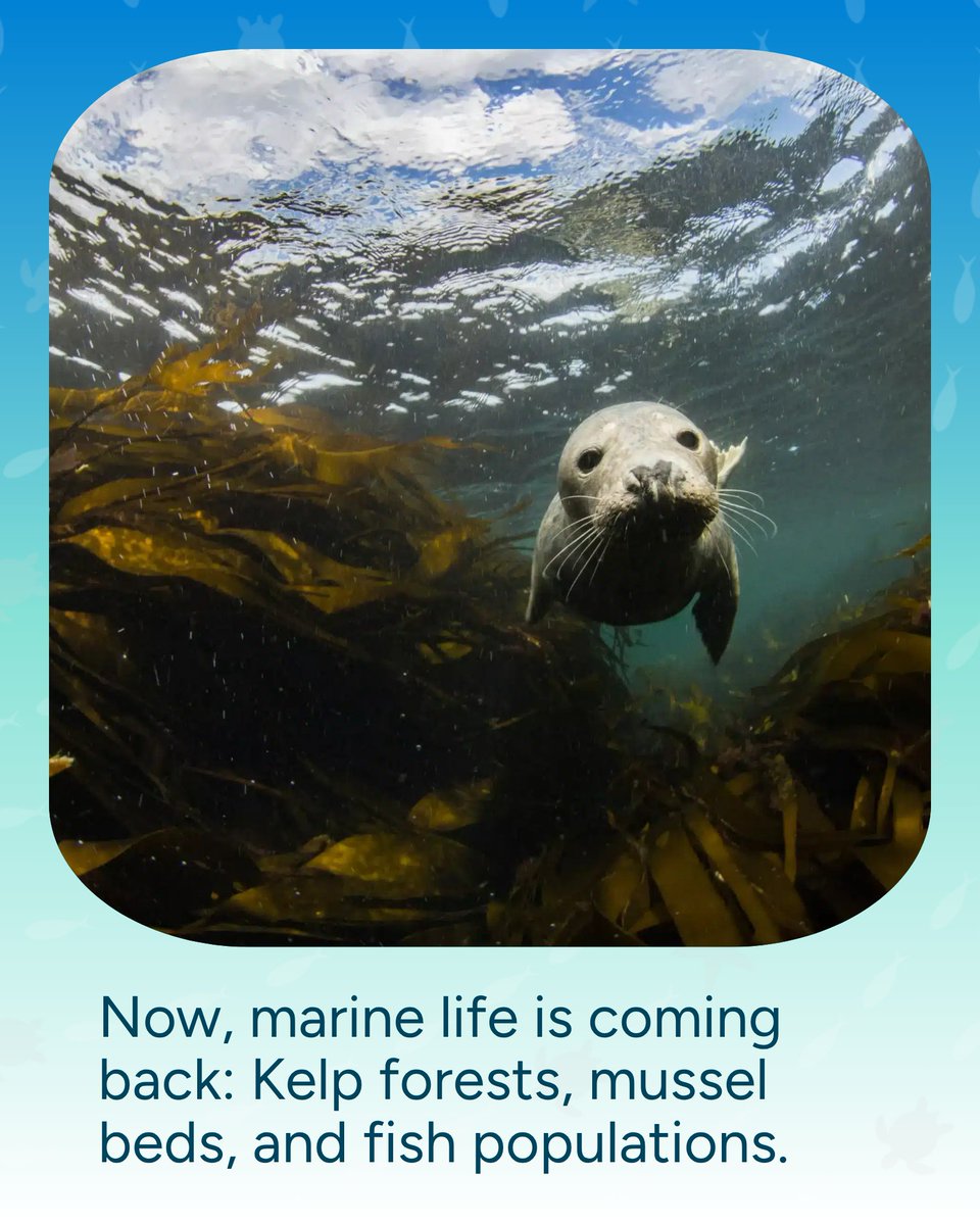 Wave Browser tweet media