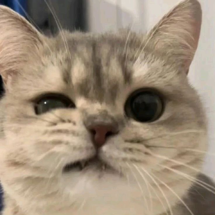 febploy — ^. .^₎⟆ tweet media