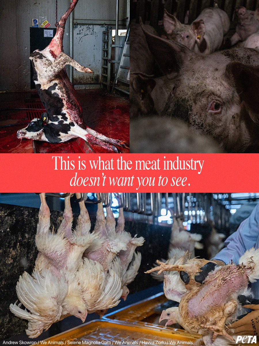 PETA tweet media