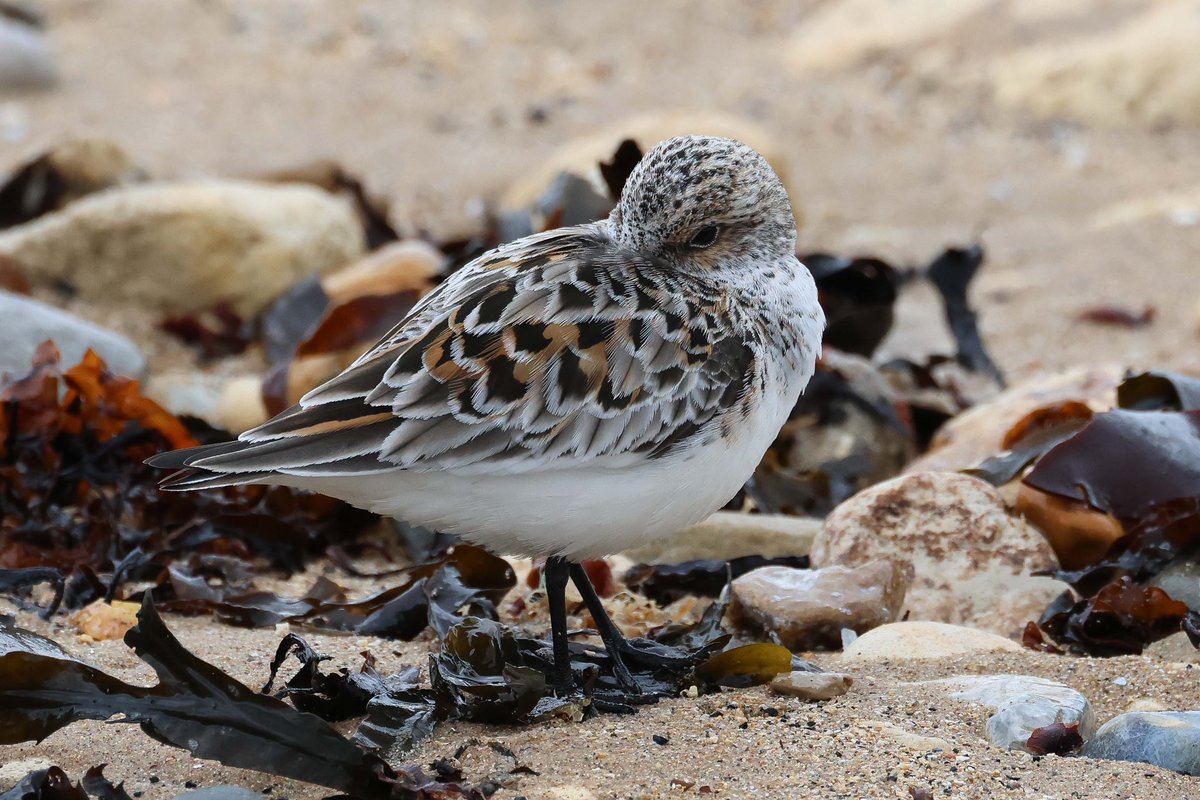 theJamesWillson's tweet photo. A good selection of waders on Hartlepool Headland at high tide.
@teesbirds1 https://t.co/1i4xUZ6nuL