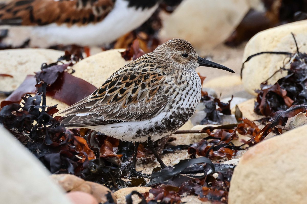 theJamesWillson's tweet photo. A good selection of waders on Hartlepool Headland at high tide.
@teesbirds1 https://t.co/1i4xUZ6nuL