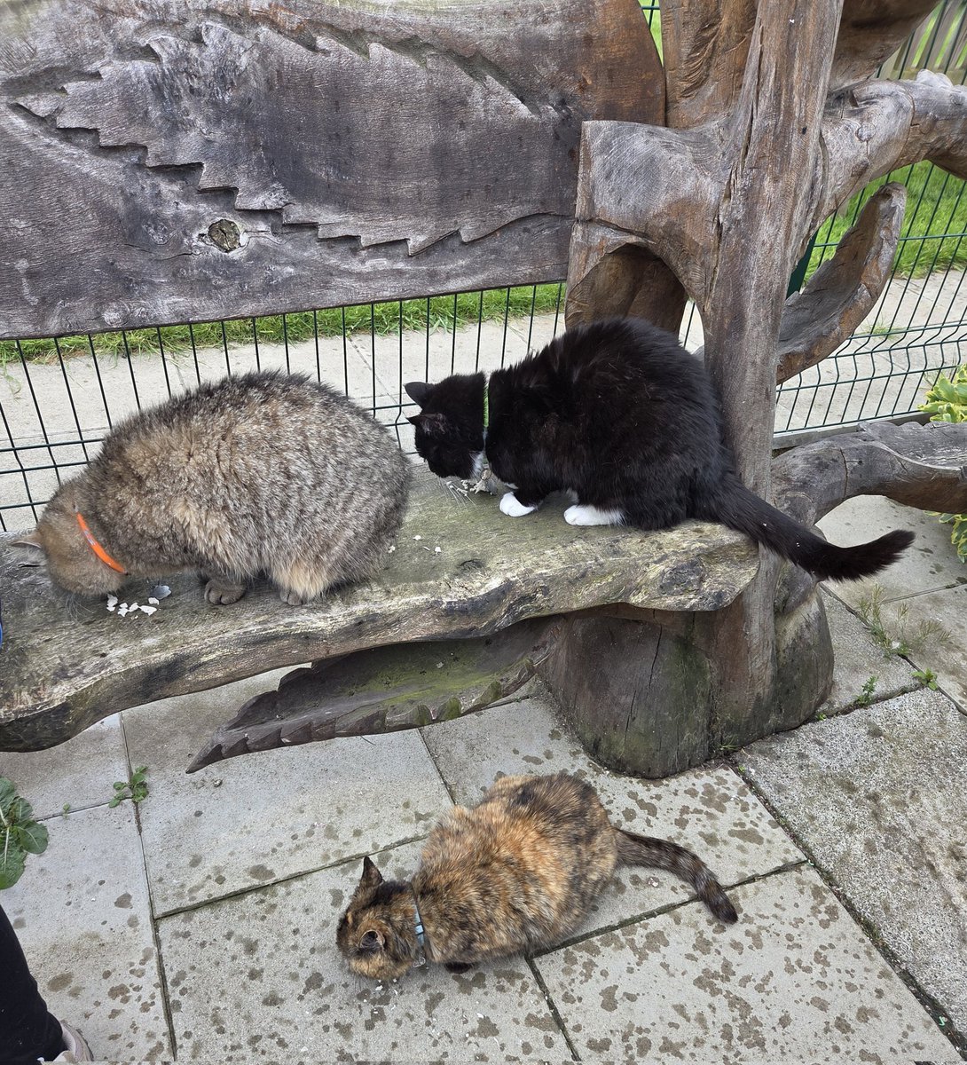 ShropsCatRescue's tweet photo. @gosia_szczepani @madridnantes @MargLloyd oh yes it was #chickenfriday👋😻🐾🌨🌞🍗 https://t.co/O4ielyjmh6