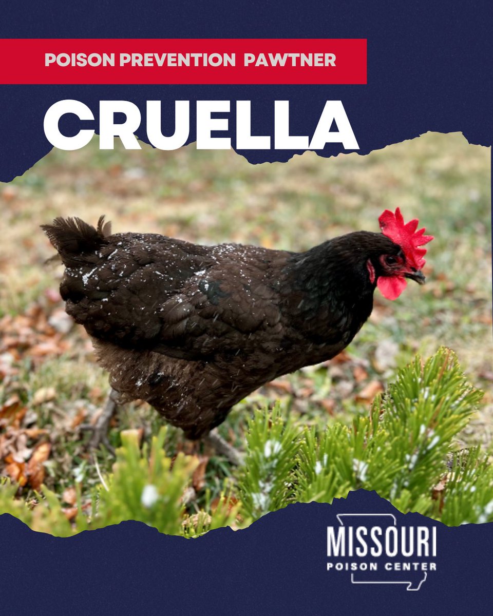 mopoisoncenter's tweet photo. 🐔 Meet our new Poison Prevention Pawtner: Cruella! 🐾

Cruella is an Australorp chicken with a big personality and an even greater sense of pride. Known for being friendly and a great egg-layer, she definitely lives up to her breed… and then some.

Her mom Abby, got her as a chick along with other breeds, but there was a little mix-up. Thinking she would grow up with black and white feathers, she was named after Cruella De Vil. When they realised the mistake… the name had already stuck. And honestly, it fits perfectly.

Cruella has some funny quirks. She isn’t afraid to chase the family cat if he gets too close, and she proudly announces every egg she lays with loud clucking like it’s the biggest achievement of the day.

If she could talk, the first thing she’d say would probably be: “Look at the egg I just laid!”

She loves mealworms, hanging out on the patio, and perching on the arm of her mom’s chair like she owns the place.

Help us welcome Cruella as our newest Poison Prevention Pawtner! 🐾💛

#PoisonPreventionPawtner #Pet #FurryFriends #Chicken #PetSpotlight