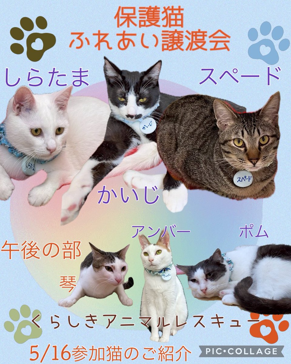 hogonekoAK's tweet photo. ５月１６日🐈保護猫ふれあい譲渡会
人慣ればっちりな猫たちに会いに来て下さい😊
#保護猫
#ふれあい譲渡会
#オレンジビルpaw
#猫好きさんあつまれ
#拡散希望ＲPご協力お願い致します https://t.co/NlryiJHGXK