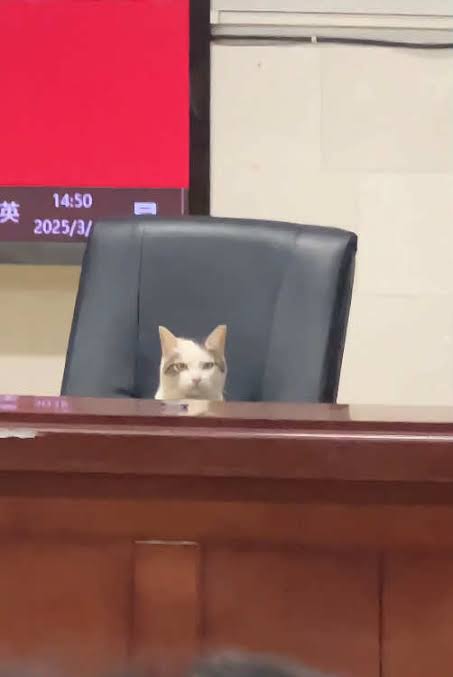 Tio Felino (Leo) tweet media