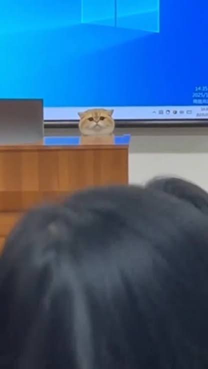 Tio Felino (Leo) tweet media