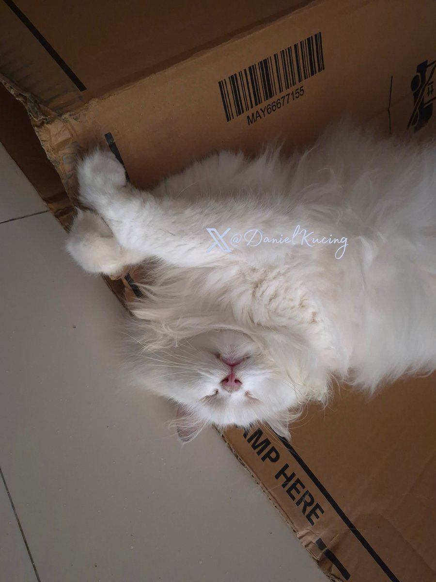 DanielKucing's tweet photo. life feels so beautiful, even when sleeping on cardboard 😴 https://t.co/nQgVMMJjlT