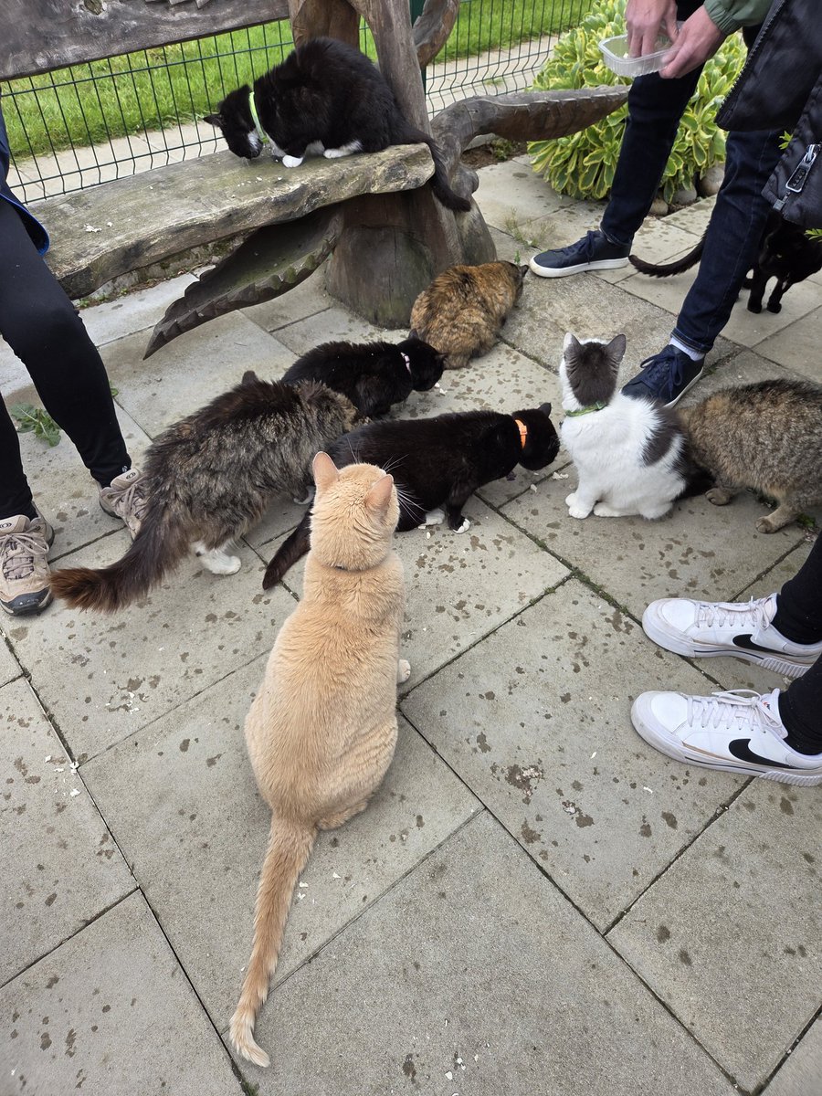 ShropsCatRescue's tweet photo. @madridnantes @MargLloyd Oh they didn't Aunty Maria 😹. It was like the Pied Piper when she came into the village early but #chickenfriday is the final volunteer act of the day between the 🌞 &amp; 🌨 xx😻🐾💕 https://t.co/i7H9tHFU5c