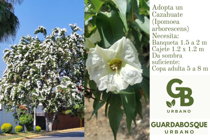 GuardabosqueUrb's tweet photo. ¿Tienes una banqueta de 1.5 metros?🐦

Adopta un #Cazahuate (Ipomoea arborescens)🐿

🐝 Restaura el suelo
🐝 Recarga los mantos acuiferos 
🐝 Ayuda abejas y colibríes 
🐝 Baja la temperatura hasta 4°

¡En la sierra los venados comen sus flores!

¡Nativo!🌬🌳

#CiudadesVerdes 🫶🏻🏡 https://t.co/nIeWkxXQhi