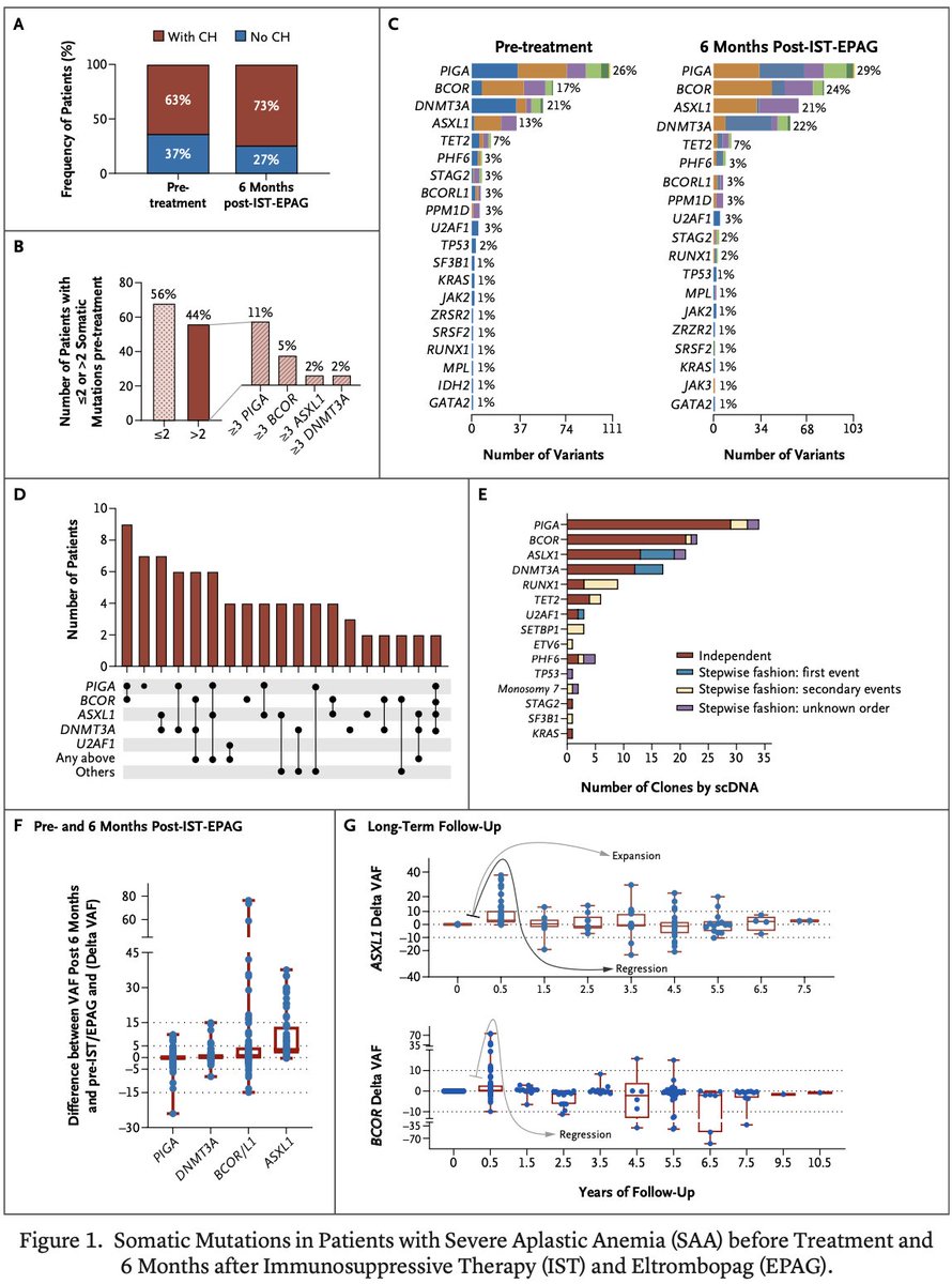 npunwani's tweet photo. 70% of aplastic anemia patients have clonal hematopoiesis, and 15% of them will develop further clonal evolution over the course of their lifetime. If clonal evolution festers, they can go on to develop myeloid malignancies like MDS or AML.

Most clonal hematopoiesis in aplastic anemia is accounted for by genetic mutations in PIGA, DNMT3A, BCOR, and ASXL1, with these clones sometimes preferentially expanding after therapy with immune suppression and eltrombopag. This in turn can lead to myeloid malignancy.

The clonal architecture of aplastic anemia is characterized by early (within 1 year of treatment) or late (after 1 year from treatment) clonal evolution. Early evolution of aplastic anemia into high risk MDS is typically mediated by a chromosome 7 structural aberration, whereas later evolution of aggressive myeloid malignancy usually requires a latency period of at least 2-5 years to manifest. 

Late evolution of high risk MDS is characterized by a mutually exclusive ASXL1 or U2AF1 founding mutation. Interestingly, the presence of one of those mutations is not enough to develop high risk MDS. Although ASXL1/U2AF1-mutated clones are detected in 24% aplastic anemia patients at 6 months after treatment with immune suppression and eltrombopag, only 14% of these patients develop high risk MDS. Additional linear evolution with accumulation of a "second hit" mutation like RUNX1 or SETBP1 is necessary for late, high risk MDS transformation.

Aplastic anemia patients can also have concomitant paroxysmal nocturnal hemoglobinuria (PNH). 35% patients with aplastic anemia have PNH clones of at least 1%. Evolution of PNH after aplastic anemia therapy is observed in 5% of patients and is associated with expansion of PIGA mutated clones, often present before treatment. PNH clones greater than 7% is the only predictor for developing clinical PNH after aplastic anemia treatment

@aamdsif 
https://t.co/3zJE93oc9a