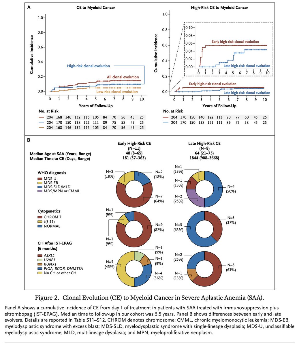 npunwani's tweet photo. 70% of aplastic anemia patients have clonal hematopoiesis, and 15% of them will develop further clonal evolution over the course of their lifetime. If clonal evolution festers, they can go on to develop myeloid malignancies like MDS or AML.

Most clonal hematopoiesis in aplastic anemia is accounted for by genetic mutations in PIGA, DNMT3A, BCOR, and ASXL1, with these clones sometimes preferentially expanding after therapy with immune suppression and eltrombopag. This in turn can lead to myeloid malignancy.

The clonal architecture of aplastic anemia is characterized by early (within 1 year of treatment) or late (after 1 year from treatment) clonal evolution. Early evolution of aplastic anemia into high risk MDS is typically mediated by a chromosome 7 structural aberration, whereas later evolution of aggressive myeloid malignancy usually requires a latency period of at least 2-5 years to manifest. 

Late evolution of high risk MDS is characterized by a mutually exclusive ASXL1 or U2AF1 founding mutation. Interestingly, the presence of one of those mutations is not enough to develop high risk MDS. Although ASXL1/U2AF1-mutated clones are detected in 24% aplastic anemia patients at 6 months after treatment with immune suppression and eltrombopag, only 14% of these patients develop high risk MDS. Additional linear evolution with accumulation of a "second hit" mutation like RUNX1 or SETBP1 is necessary for late, high risk MDS transformation.

Aplastic anemia patients can also have concomitant paroxysmal nocturnal hemoglobinuria (PNH). 35% patients with aplastic anemia have PNH clones of at least 1%. Evolution of PNH after aplastic anemia therapy is observed in 5% of patients and is associated with expansion of PIGA mutated clones, often present before treatment. PNH clones greater than 7% is the only predictor for developing clinical PNH after aplastic anemia treatment

@aamdsif 
https://t.co/3zJE93oc9a