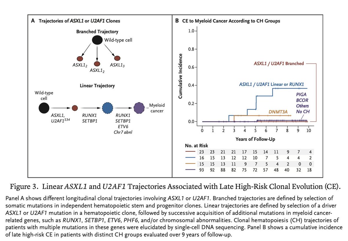npunwani's tweet photo. 70% of aplastic anemia patients have clonal hematopoiesis, and 15% of them will develop further clonal evolution over the course of their lifetime. If clonal evolution festers, they can go on to develop myeloid malignancies like MDS or AML.

Most clonal hematopoiesis in aplastic anemia is accounted for by genetic mutations in PIGA, DNMT3A, BCOR, and ASXL1, with these clones sometimes preferentially expanding after therapy with immune suppression and eltrombopag. This in turn can lead to myeloid malignancy.

The clonal architecture of aplastic anemia is characterized by early (within 1 year of treatment) or late (after 1 year from treatment) clonal evolution. Early evolution of aplastic anemia into high risk MDS is typically mediated by a chromosome 7 structural aberration, whereas later evolution of aggressive myeloid malignancy usually requires a latency period of at least 2-5 years to manifest. 

Late evolution of high risk MDS is characterized by a mutually exclusive ASXL1 or U2AF1 founding mutation. Interestingly, the presence of one of those mutations is not enough to develop high risk MDS. Although ASXL1/U2AF1-mutated clones are detected in 24% aplastic anemia patients at 6 months after treatment with immune suppression and eltrombopag, only 14% of these patients develop high risk MDS. Additional linear evolution with accumulation of a "second hit" mutation like RUNX1 or SETBP1 is necessary for late, high risk MDS transformation.

Aplastic anemia patients can also have concomitant paroxysmal nocturnal hemoglobinuria (PNH). 35% patients with aplastic anemia have PNH clones of at least 1%. Evolution of PNH after aplastic anemia therapy is observed in 5% of patients and is associated with expansion of PIGA mutated clones, often present before treatment. PNH clones greater than 7% is the only predictor for developing clinical PNH after aplastic anemia treatment

@aamdsif 
https://t.co/3zJE93oc9a