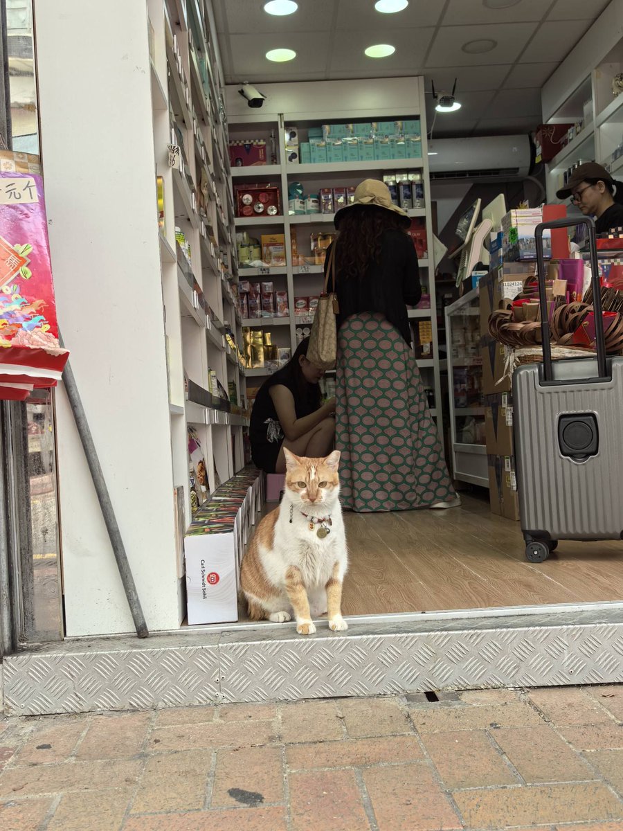 cats with jobs 🛠 tweet media