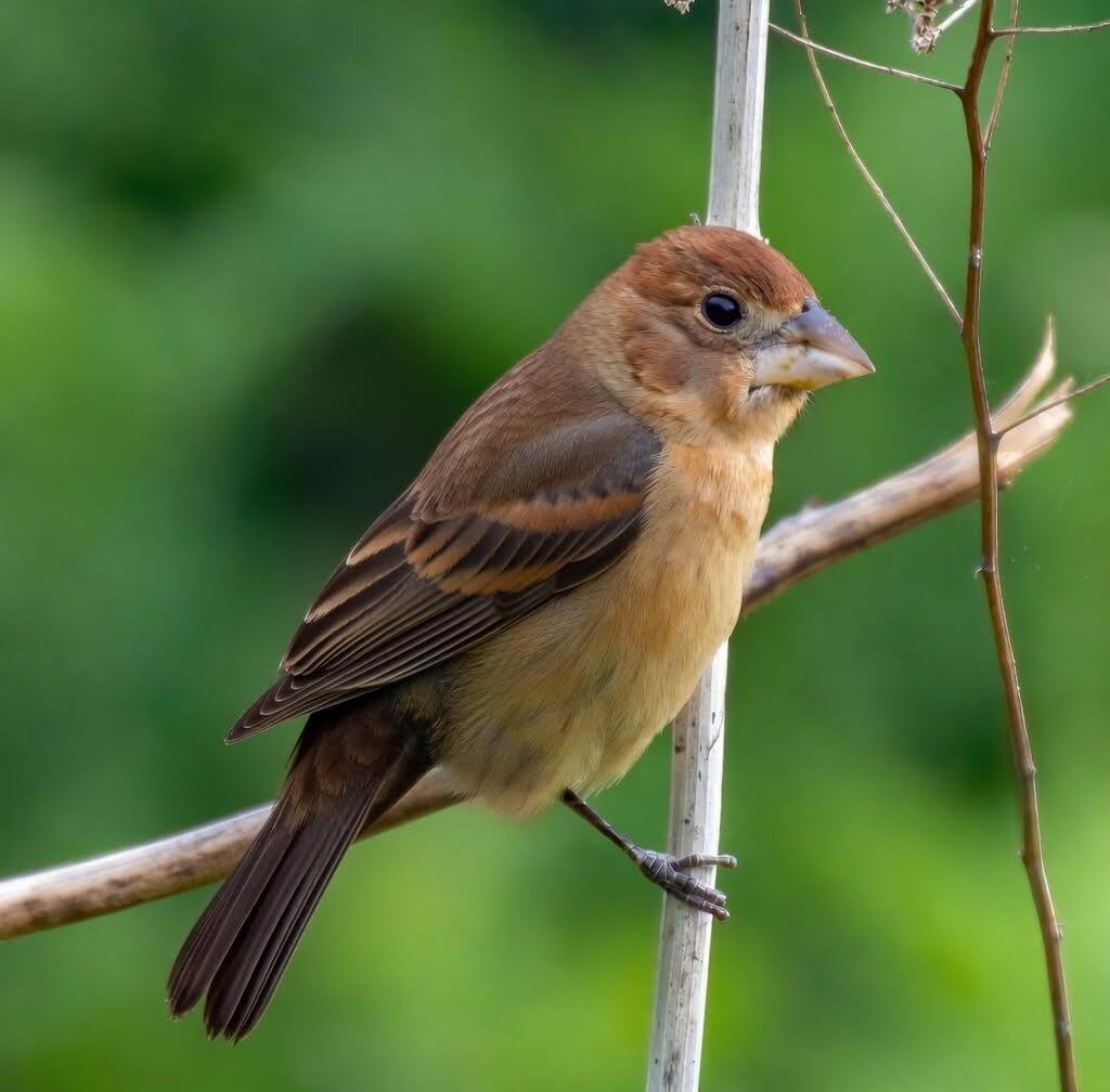 Manhattan Bird Alert tweet media