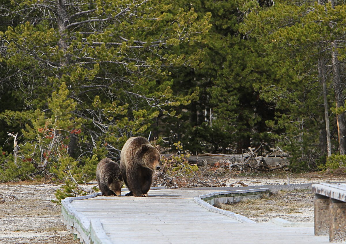 Yellowstone National Park tweet media
