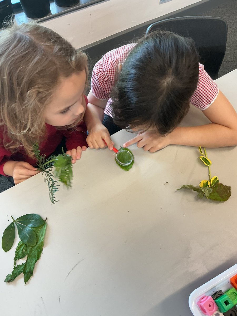 mitchellyear1's tweet photo. Observing leaves and seeing what we notice! 🍃 https://t.co/XzNMVfA9pF