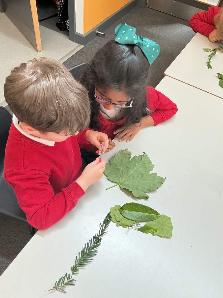 mitchellyear1's tweet photo. Observing leaves and seeing what we notice! 🍃 https://t.co/XzNMVfA9pF