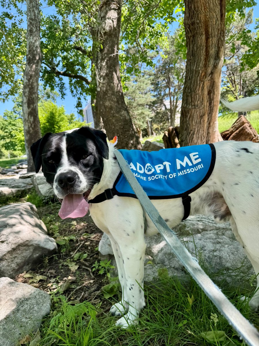 Humane Society of Missouri tweet media