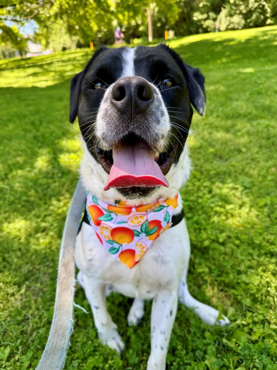 Humane Society of Missouri tweet media