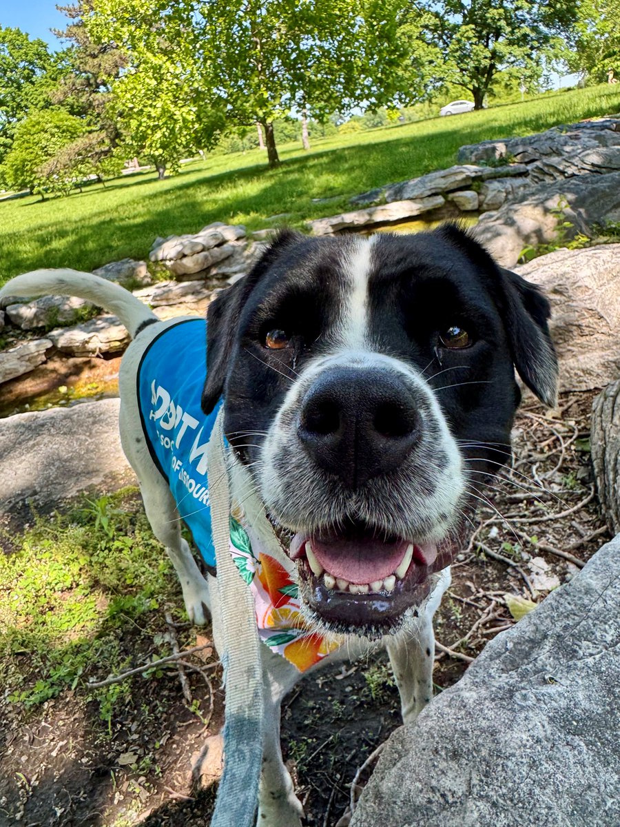 Humane Society of Missouri tweet media