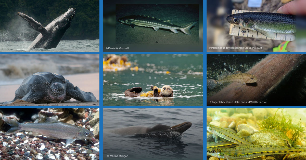 Fisheries and Oceans tweet media
