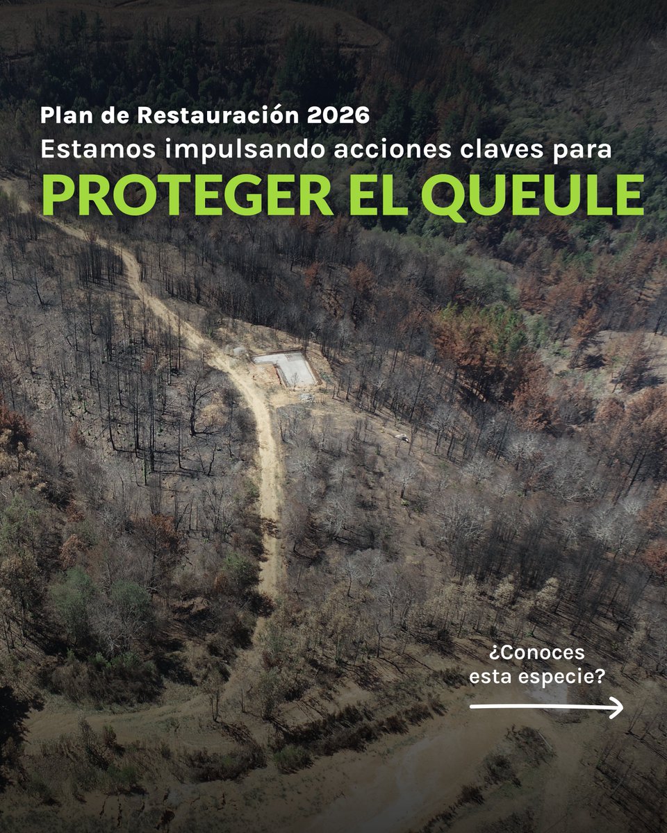 Fundación Reforestemos tweet media