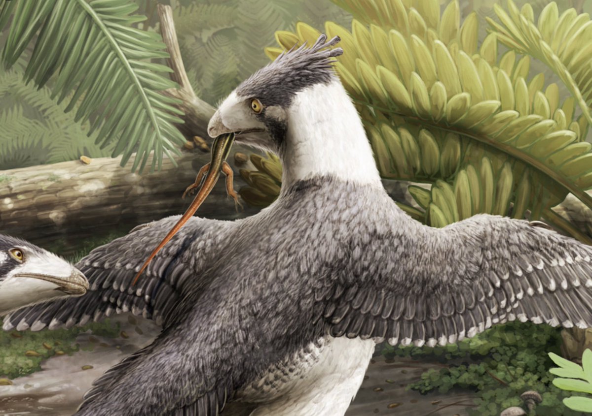 PaleontologieFr's tweet photo. Retour sur un 📰 de 2023 :
Les #plumes 🪶des #dinosaures étaient déjà « modernes ».
Des protéines identiques à celles des #oiseaux actuels ont été retrouvées, montrant que leur structure remonte à au moins 125 Ma !🦖➡️🐦
📰 https://t.co/bcidyX8Ll9
🔎 https://t.co/3QhKmAlvY1 https://t.co/2CaSVfjVfO