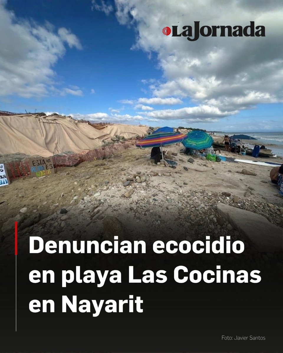lajornadaonline's tweet photo. El Comité Batallas por la Playa Punta de Mita presentó una denuncia formal ante la Profepa contra la empresa Cantiles de Mita, propiedad de Grupo Dine, por el presunto delito de ecocidio en la playa Las Cocinas.

La organización civil documentó irregularidades críticas como la falta de una manifestación de impacto ambiental, la ejecución de obras costeras sin autorización de la Semarnat y la destrucción del hábitat de anidación de cuatro especies de tortugas protegidas por normas oficiales.

Según el comité, la empresa ha ignorado clausuras previas y ha incurrido en la simulación de cumplimientos, utilizando maquinaria pesada en la franja de arena y realizando rellenos en el estero aledaño.

Más información en: https://t.co/Q8I83Ke24N