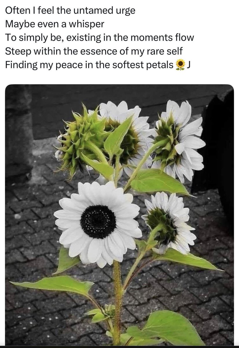 HisSunflower13's tweet photo. #poems #iwrite #lostinwords #writingcommunity ✍️🌻🫟 https://t.co/o16sZweBJG