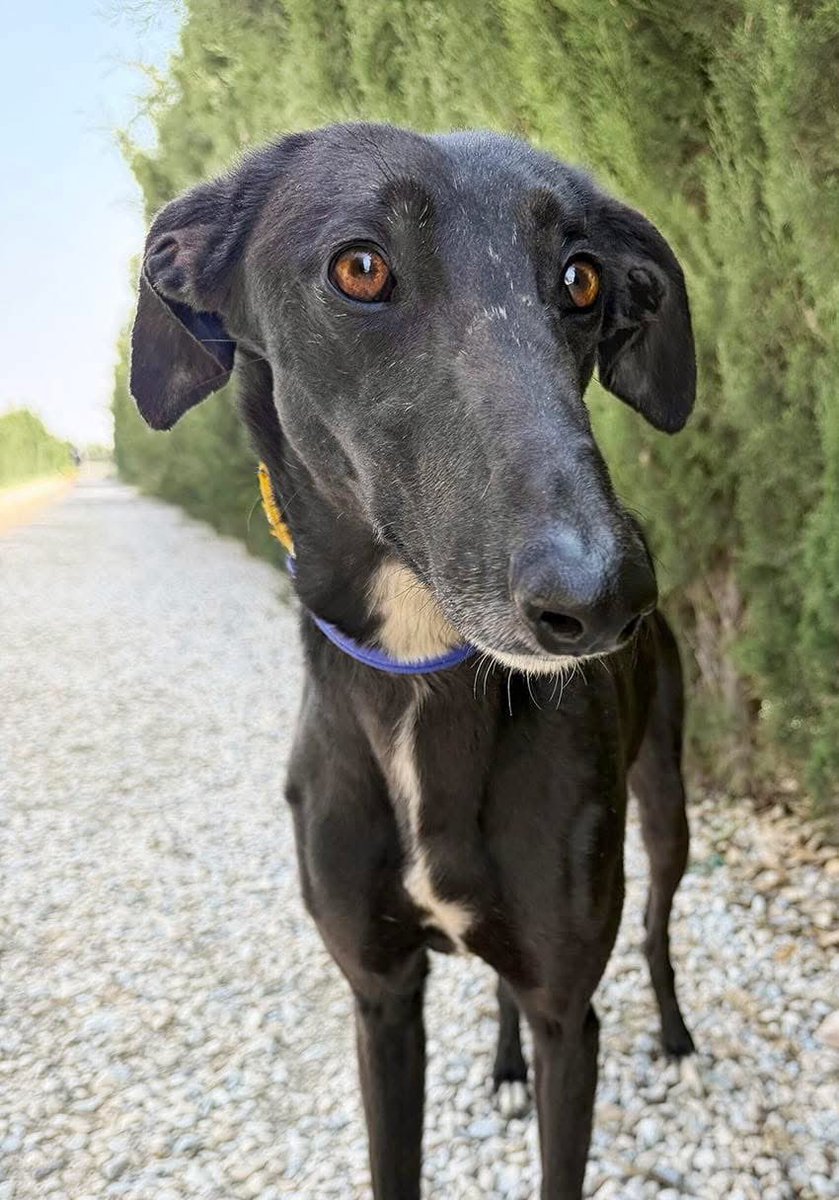 Galgos del Sol tweet media