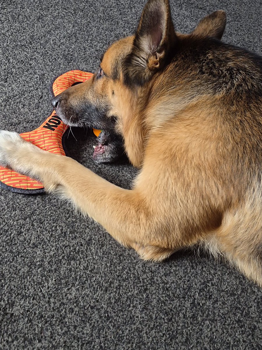 TheFlyFifer's tweet photo. Family King Shepherd Dog turned 5 today. We showered him with presents and just sang Happy Birthday while presenting his birthday cake #Mad. https://t.co/bUHHs6QsMb
