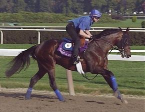 HORSE RACING 100 tweet media