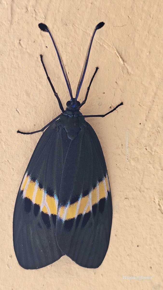 wapang12's tweet photo. Moths
Scientific name: _Eterusia repleta_
Common name: Kiwi Moth/ Blue Day-flying Moth
Family: Zygaenidae

#Zygaenidae #mothsofIndia #lepidopterans #nature https://t.co/QO6q4N6vQB