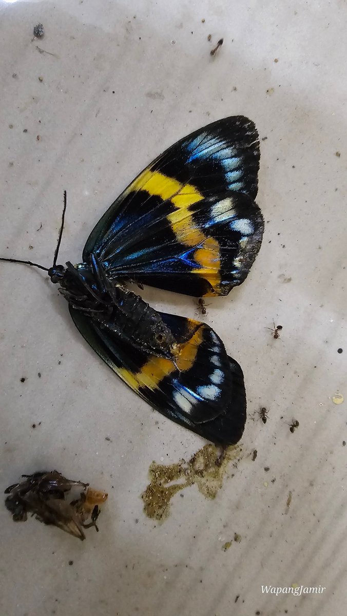 wapang12's tweet photo. Moths
Scientific name: _Eterusia repleta_
Common name: Kiwi Moth/ Blue Day-flying Moth
Family: Zygaenidae

#Zygaenidae #mothsofIndia #lepidopterans #nature https://t.co/QO6q4N6vQB