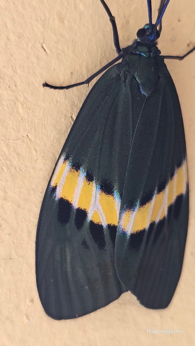 wapang12's tweet photo. Moths
Scientific name: _Eterusia repleta_
Common name: Kiwi Moth/ Blue Day-flying Moth
Family: Zygaenidae

#Zygaenidae #mothsofIndia #lepidopterans #nature https://t.co/QO6q4N6vQB