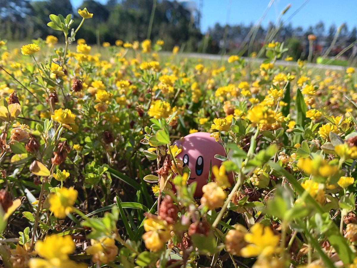 JamesonMozelle1's tweet photo. Hidden In The Flowers https://t.co/uTVaISULYr