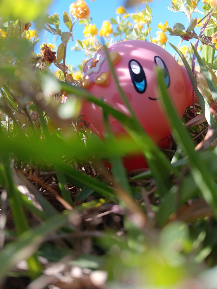 JamesonMozelle1's tweet photo. Hidden In The Flowers https://t.co/uTVaISULYr