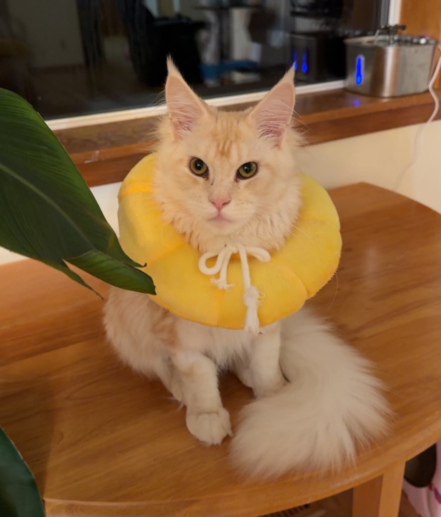🐹OnlyHams🐹 & other pets tweet media