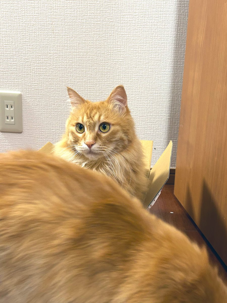 mmum0802's tweet photo. 実家から届いた箱の個人情報の部分を隠してくれる猫 https://t.co/WfSglFRsvS